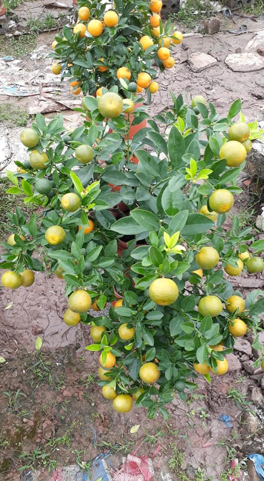 Đất trồng cho quất phù hợp nhất là đất vườn, có pha cát, đảm bảo độ ẩm và thông thoáng.