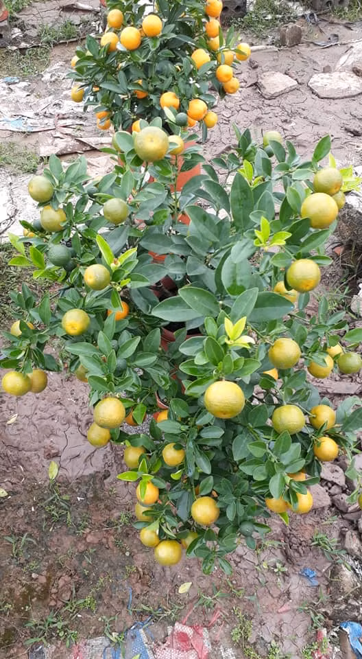 Đất trồng cho quất phù hợp nhất là đất vườn, có pha cát, đảm bảo độ ẩm và thông thoáng.