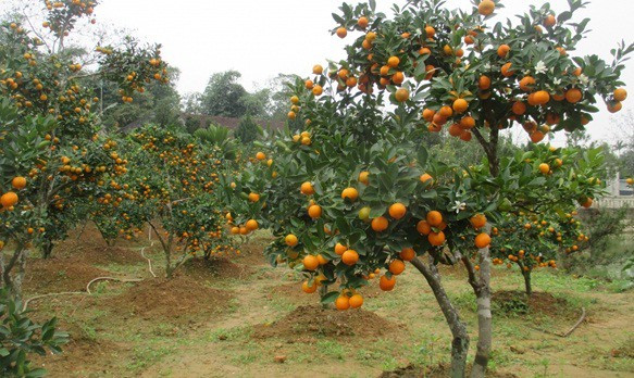 Nếu trồng quất ở ngoài vườn, nên trồng ở chỗ đất cao tránh chỗ trũng ứ nước sẽ dễ khiến cây bị thối rễ.