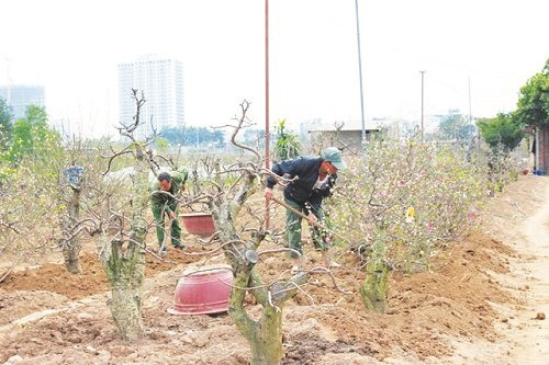 Sau đó, mỗi tháng phải cắt nhẹ một vài lần cho đến tháng 6 âm lịch. Nguồn ảnh: Internet.