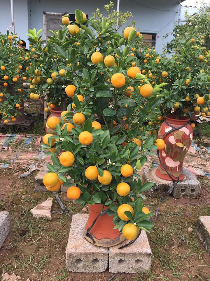 Nên trồng cây quất vào ngày râm mát hoặc vào buổi chiều mát, không có nắng. Sau 5-7 ngày sau khi trồng cần tiến hành xới lại đất, đánh tơi xốp đất xung quanh cây quất và cách tán cây 30-40cm.