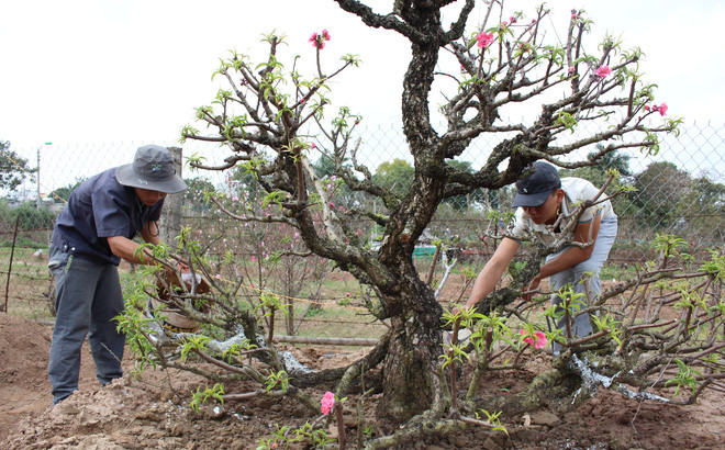 Nếu không có vườn thì trồng đào vào chậu to. Lưu ý xử lý đáy chậu thật thoát nước.