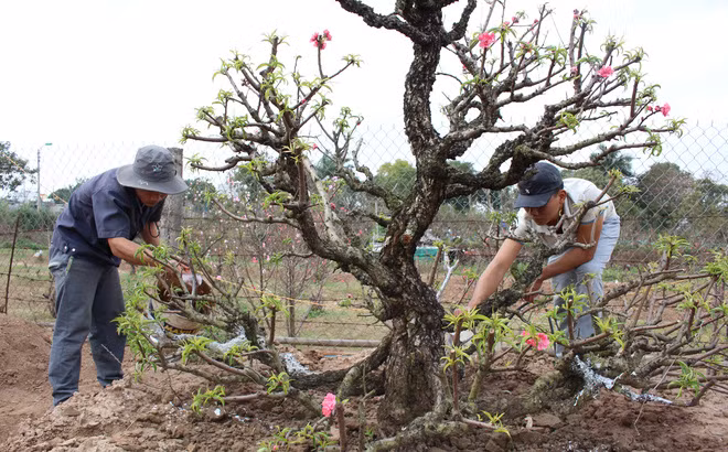 Nếu không có vườn thì trồng đào vào chậu to. Lưu ý xử lý đáy chậu thật thoát nước.
