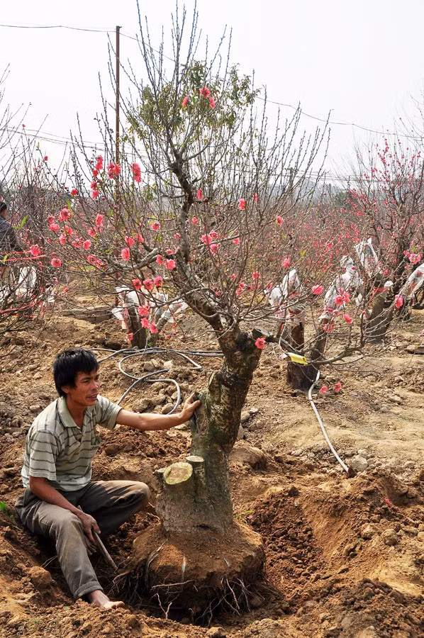 Muốn trồng lại đào sau Tết, cần chọn đất thịt pha sét có độ pH 7-8. Nên chọn chỗ đất cao ráo, thoát nước tốt, nếu bị úng nước đào sẽ chết.