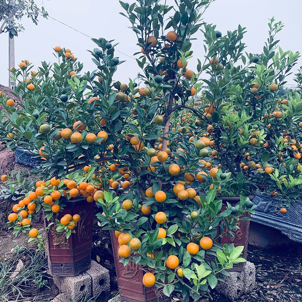 Chơi xong Tết, trồng và chăm sóc đào, quất thế nào cho đúng? Choi xong Tet, trong va cham soc dao, quat the nao cho dung?