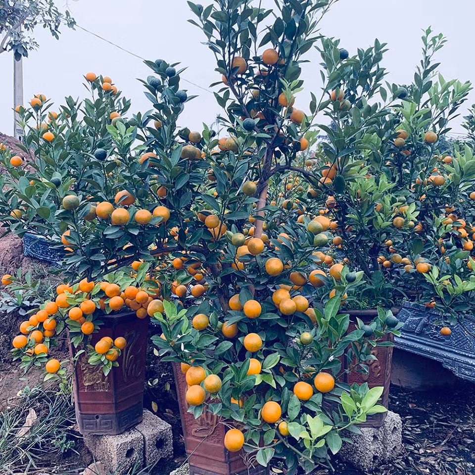 Choi xong Tet, trong va cham soc dao, quat the nao cho dung?