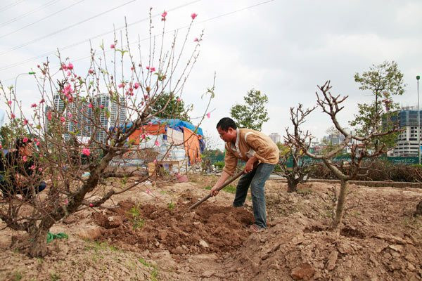 Sau khi trồng, tiến hành cắt cành đào lần thứ nhất. Cắt thật đau để cành mới phát sinh nhiều, năm tới sẽ cho nhiều hoa.