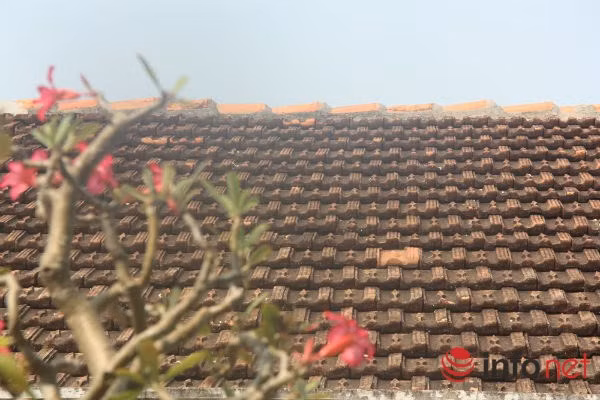 Nha co 200 nam tuoi tren dao Ly Son co gi doc?-Hinh-10