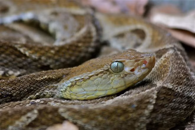 Loài rắn này có thể vô cớ tấn công với nọc độc gây nôn, bất tỉnh, thối cơ, chảy máu trong, thậm chí là mất trí nhớ tạm thời hay vĩnh viễn. Người địa phương gọi chúng là “rắn ba bước”, nghĩa là bị cắn thì chỉ đi ba bước là chết. Dù có tầm tấn công hẹp, Fer-de-lance di chuyển nhanh hơn mắt thường có thể nhìn thấy. Ngay cả cầy mangut, loài nổi tiếng với khả năng săn rắn hổ mang chúa, cũng chỉ có cơ hội sống sót 50-50 khi đối mặt với loài rắn này.