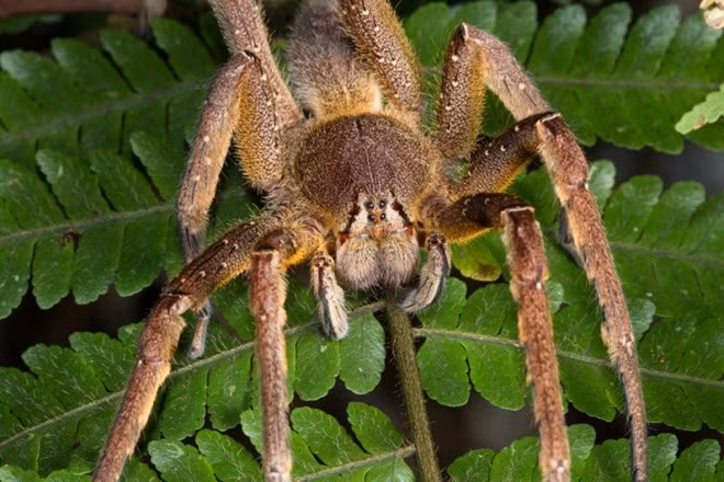 Nhện Brazilian Wandering Brazil: Loài nhện độc nhất thế giới này là loài đặc hữu của Amazon và sẽ tấn công người nếu bị kích động. Nọc của chúng gây mất kiểm soát cơ và ngạt thở. Chúng không chăng tơ hay làm tổ mà chỉ lang thang khắp nơi, trú ở những nơi mát mẻ vào ban ngày và di chuyển trên mặt đất vào ban đêm. Ngoài ra, vết cắn của chúng còn dẫn tới tình trạng cương cứng suốt 4 tiếng ở nam giới.