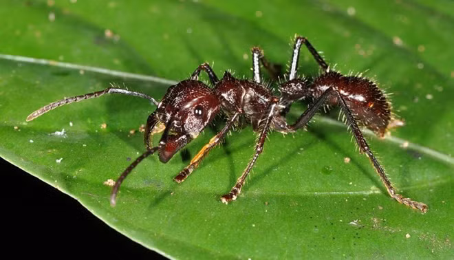 Kiến đầu đạn: Người khổng lồ trong thế giới loài kiến này có thể dài tới 2,5 cm, với ngoại hình khá đáng sợ và dữ dằn. Chúng khá hiền lành nhưng không ngần ngại tấn công nếu bị kích động. Từ tổ trên cây, chúng thả người xuống và cắn nạn nhân. Vết cắn của chúng được mô tả là “như đi trên than hồng với đinh cắm trong gót chân” và cơn đau sẽ kéo dài tới 24 tiếng. Bạn sẽ mất mạng nếu bị sốc phản vệ, còn thường thì sẽ chỉ bị nôn và tê liệt tạm thời. Điều đáng sợ là một con có thể cắn nhiều lần một giây và sẽ tiết ra một chất khiến những con khác tấn công nạn nhân.