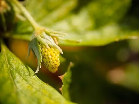 Trái dâu có màu vàng nhạt, mềm và chuyển dần sang đậm màu hơn khi chín, hương thơm dịu nhẹ. Nhiều người đánh giá dâu tây vàng có vị ngọt, đậm đà hơn dâu tây đỏ.