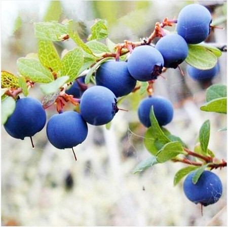 Đặc biệt, song song với việc chi tiền triệu để mua việt quất sấy khô nhập ngoại về ăn thì nhiều người quyết định lùng mua cho kỳ được hạt giống và cây con về để trồng, với mong muốn có thể sản xuất loại trái cây này tại Việt Nam.