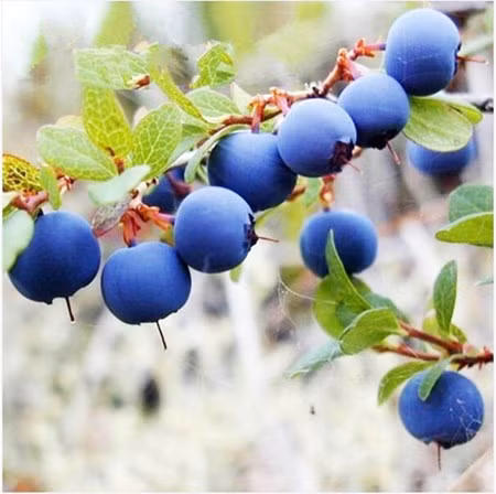 Đặc biệt, song song với việc chi tiền triệu để mua việt quất sấy khô nhập ngoại về ăn thì nhiều người quyết định lùng mua cho kỳ được hạt giống và cây con về để trồng, với mong muốn có thể sản xuất loại trái cây này tại Việt Nam.