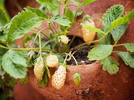 Lạ, bắt mắt, có thể trồng làm cảnh cũng như chế biến được thành nhiều món ăn,.. chừng ấy lý do cũng khiến dâu tây vàng là một trong những mặt hàng sốt gần đây được các chị em nội trợ lùng mua.