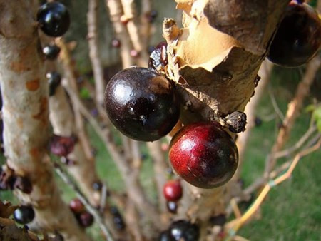 Jabuticaba là tên khoa học của cây nho thân gỗ được biết đến như một loại nho, nhưng không giống các loại nho chùm mọc trên giàn, loại nho đặc biệt này mọc trên... thân cây và cành cây. Một nhà vườn có tiếng nằm trên Đại lộ Thăng Long (Hà Nội) đã bán ra không ít nho thân gỗ với giá hơn 40 triệu đồng mỗi cây. Những cây được bán với giá lên tới 40-50 triệu đồng đều có tuổi đời từ 20 năm trở lên, đã cho quả quanh năm qua nhiều vụ.