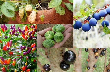 Được biết tới là một loại quả ngon, có nhiều công dụng tốt cho sức khỏe và hỗ trợ giảm cân hiệu quả, việt quất khô hiện là một trong những mặt hàng thực phẩm hút khách.