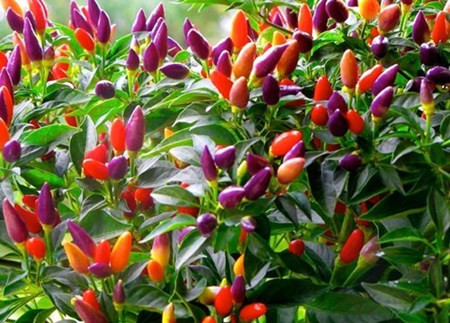 Cho trái ớt nhiều màu sắc trên một cây, hạt giống ớt (giới bán hàng đặt tên là ớt bi mix) đang được rao bán trên thị trường với giá 35.000 – 40.000 đồng/gói, ớt chuông có giá từ 28.000-30.000 đồng/gói nhanh chóng thu hút sự chú ý của khách hàng trẻ tuổi. Hạt giống ớt này xuất xứ từ Nga, tuổi thọ cây khoảng một năm, khi phát triển đều, cây ớt sẽ cao khoảng 30 – 50cm, cho thu hoạch từ 50 – 70 ngày.