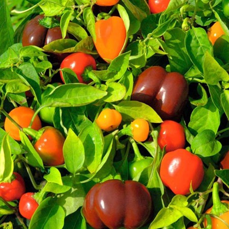 Không ít khách hàng chọn trồng ớt trong nhà vì ý nghĩa phong thủy rất riêng mà loại cây này mang lại. Theo quan niệm của nhiều người, ớt có màu đỏ tượng trưng cho mùa hạ - hành hỏa, hợp với mệnh gia chủ, mong làm ăn tấn tới.