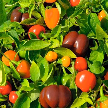 Không ít khách hàng chọn trồng ớt trong nhà vì ý nghĩa phong thủy rất riêng mà loại cây này mang lại. Theo quan niệm của nhiều người, ớt có màu đỏ tượng trưng cho mùa hạ - hành hỏa, hợp với mệnh gia chủ, mong làm ăn tấn tới.