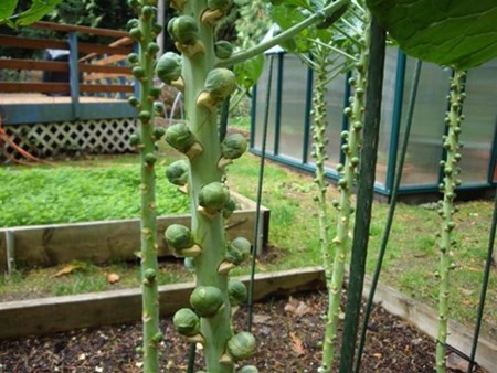 Đây là loại rau có nhiều vitamin C, thường được chế biến thành món salad hoặc xào, nướng. Cây rau còn có hình dáng khá lạ mắt, có thể trồng trong chậu, phù hợp với không gian eo hẹp của vùng đô thị. Điều thú vị ở bắp cải tí hon là các mầm rau mọc khá nhiều, dọc theo thân cây, tại mỗi cuống lá sẽ cho ra một quả bắp cải nhỏ, một cây có thể cho lượng rau khá nhiều (từ 100 - 150 bắp cải tí hon). 