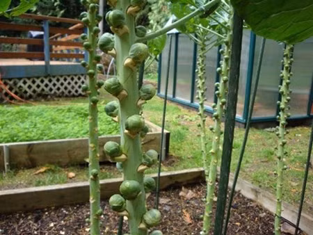 Đây là loại rau có nhiều vitamin C, thường được chế biến thành món salad hoặc xào, nướng. Cây rau còn có hình dáng khá lạ mắt, có thể trồng trong chậu, phù hợp với không gian eo hẹp của vùng đô thị. Điều thú vị ở bắp cải tí hon là các mầm rau mọc khá nhiều, dọc theo thân cây, tại mỗi cuống lá sẽ cho ra một quả bắp cải nhỏ, một cây có thể cho lượng rau khá nhiều (từ 100 - 150 bắp cải tí hon). 