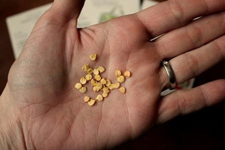 Ngoài giống cà chua bi mix màu, thì hạt giống ớt chuông nhiều màu cũng là mặt hàng được các bà nội trợ tìm kiếm trong suốt thời gian qua. Cả hai giống ớt mix màu này đều cho trái bóng, đều màu, đẹp và ăn ngon, dễ trồng, ưa đất thoát nước tốt, giàu dinh dưỡng, thông thoáng, tốt nhất là đất pha ít cát.