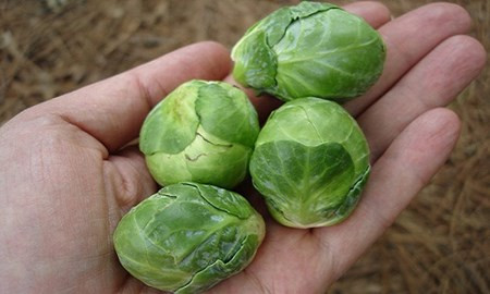 Gần đây, bắp cải tí hon được xem là loại rau củ tí hon thu hút sự quan tâm của nhiều người, đặc biệt là khu vực thành thị. Dạo qua một vòng thị trường hạt giống bắp cải tí hon sẽ thấy giá của loại hạt giống này dao động từ 50.000 đến 70.000 đồng/gói. Giải pháp mua hạt về gieo trồng giúp khách hàng tiết kiệm chi phí khá nhiều, khi giá mỗi kg bắp cải tí hon được rao bán ở mức 250.000 – 300.000 đồng (khoảng 50 quả).