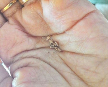 Mặc dù việt quất khi trồng ở Việt Nam được cảnh báo sẽ lâu cho quả, tỷ lệ nảy mầm thấp, nhưng vẫn có rất đông người đặt mua hạt giống này.