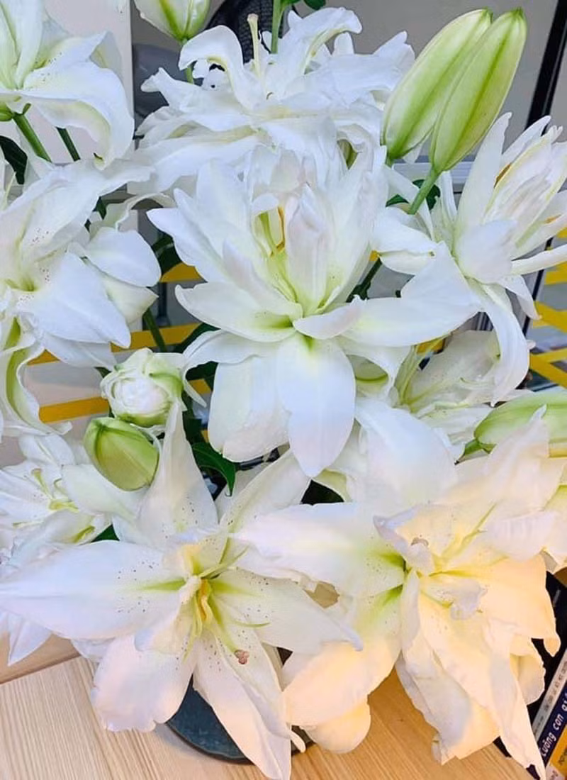 Loai hoa ly sieu dat do, chi em Ha thanh rao riet san lung