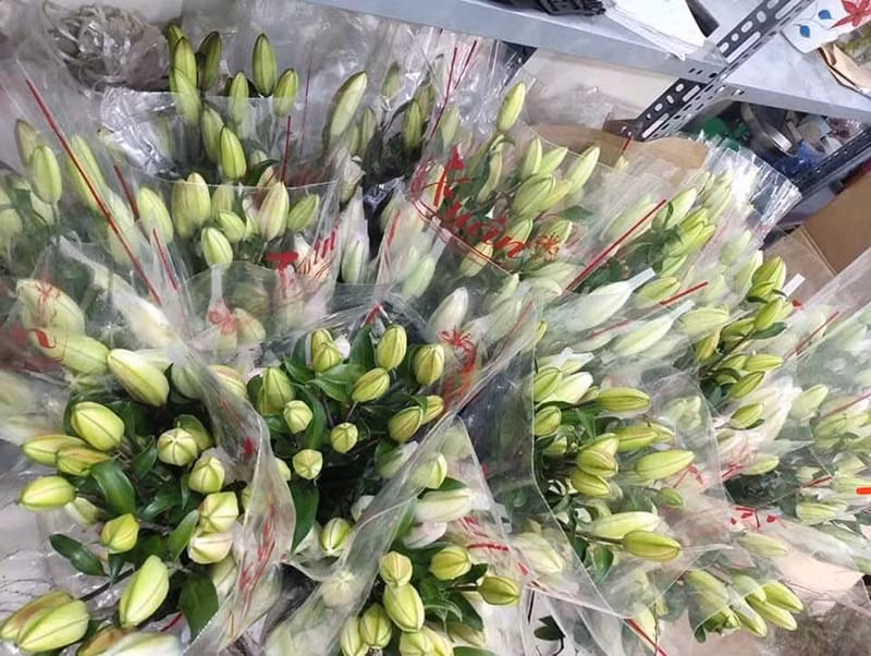 Loai hoa ly sieu dat do, chi em Ha thanh rao riet san lung-Hinh-5