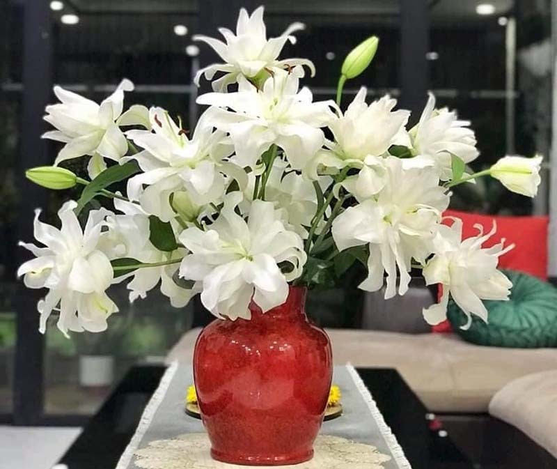 Loai hoa ly sieu dat do, chi em Ha thanh rao riet san lung-Hinh-3