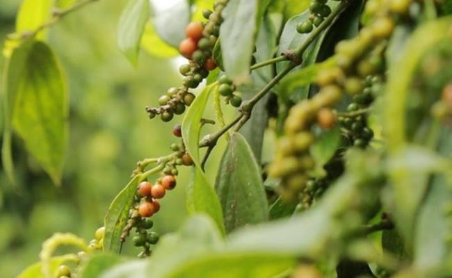 Hồ tiêu được người Pháp trồng tại Việt Nam vào thế kỷ 17. Khoảng cuối thế kỉ 19, hạt tiêu trở thành một loại nông sản được trồng ở Phú Quốc, Hà Tiên (tỉnh Kiên Giang) và Hòn Chống. Từ đó mới trải rộng sang các tỉnh miền Trung và Đông Nam Bộ của nước ta.