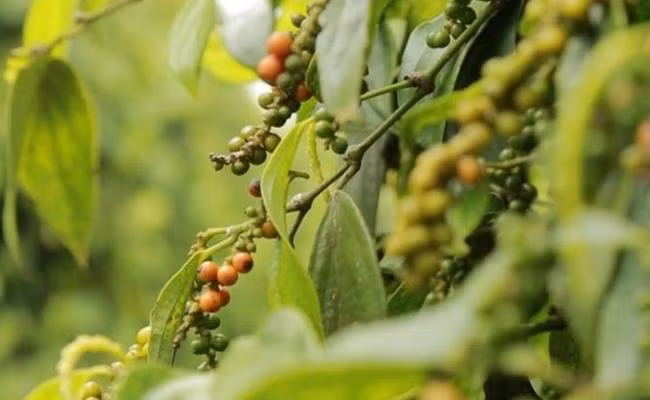 Hồ tiêu được người Pháp trồng tại Việt Nam vào thế kỷ 17. Khoảng cuối thế kỉ 19, hạt tiêu trở thành một loại nông sản được trồng ở Phú Quốc, Hà Tiên (tỉnh Kiên Giang) và Hòn Chống. Từ đó mới trải rộng sang các tỉnh miền Trung và Đông Nam Bộ của nước ta.