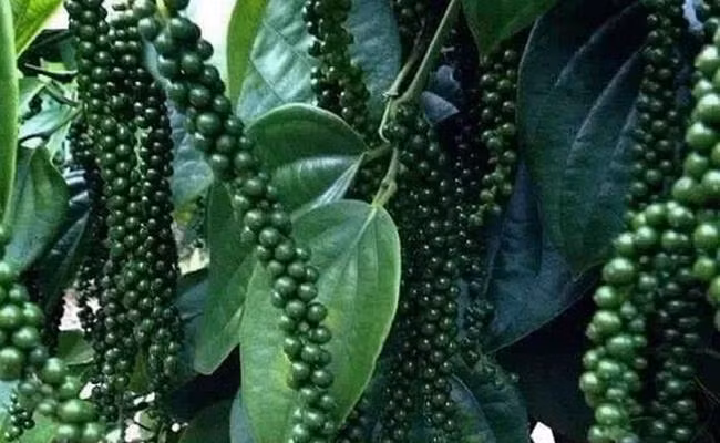 Vài năm gần đây, người trồng tiêu gặp khó vì giá luôn ở đáy. Nhiều nhà vườn không cầm cự được còn phá bỏ để trồng cây khác. Mãi tới cuối tháng 2/2021, giá tiêu cũng chỉ hơn 50.000 đồng/kg.