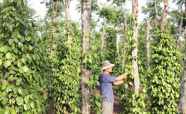 Hiện nay, Việt Nam cũng được xếp là một trong những nước xuất khẩu hạt tiêu lớn trên thế giới.