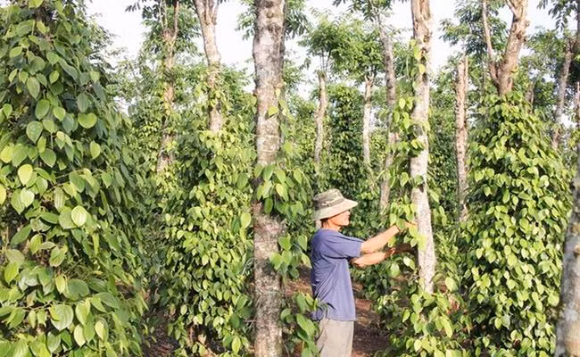 Hiện nay, Việt Nam cũng được xếp là một trong những nước xuất khẩu hạt tiêu lớn trên thế giới.