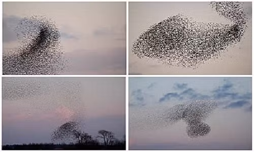Hiện tượng “Mặt Trời đen” xuất hiện vào mùa Xuân ở Đan Mạch. Hiện tượng này xảy ra khoảng gần một tiếng rưỡi trước khi Mặt Trời lặn khi hàng triệu con chim sáo đá từ khắp nơi tập trung lại thành đàn lớn như đám mây đen che kín bầu trời. Ảnh: Oddee.