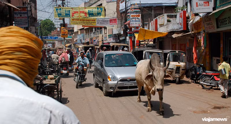 Bò được coi là một con vật linh thiêng ở Ấn Độ.