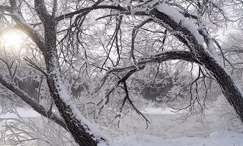 Cây cối đóng băng bên dòng sông Kurbin ở tỉnh Hắc Long Giang trong những ngày mùa đông lạnh giá.