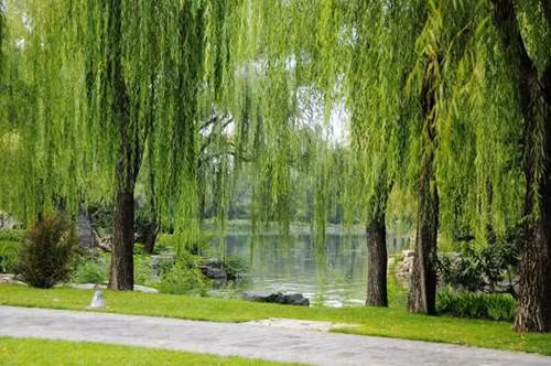 Cây liễu: Từ lâu nay cây liễu vẫn là một loại cây mà nhiều nhà tránh trồng. Từ “liễu” khi đọc lên gần giống giọng điệu của từ “lưu”, nghĩa là đổ đi, chảy đi. Trồng cây liễu trong nhà, tiền bạc tài sản của gia chủ cẩn thận bị "trôi hết đi". Ngoài ra, cây liễu còn được coi là loại cây mang nhiều âm khí nặng, dễ dụ tà khí, ma quỷ đến nhà.