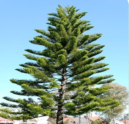 Cây bách: Nếu để ý bạn sẽ thấy cây bách thường được trồng ở gần những phần mộ của người đã chết vì nó mang nhiều âm khí, xui xẻo. Vì thế, đừng dại mà mang cây này về trồng trong khuôn viên nhà ở vì nó sẽ đem lại điều xui xẻo cho người sống.