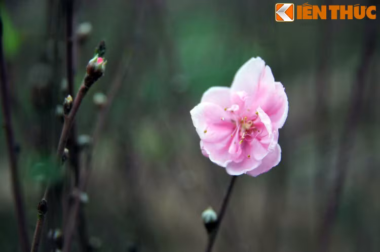 Khiếp sợ trước sức mạnh siêu nhiên của hai vị thần, lũ yêu ma cũng sợ luôn cả cây đào. Chỉ cần trông thấy cành hoa đào ở đâu đó là chúng cũng hoảng hồn, tránh thật xa.