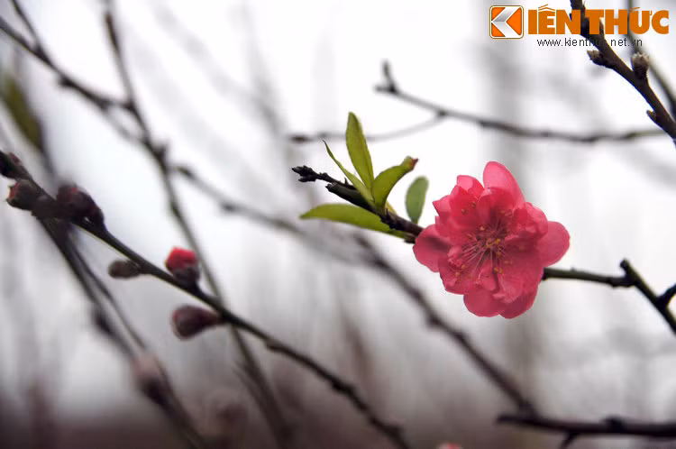 Tuy nhiên, cứ đến ngày cuối năm, khi hai thần Trà và Uất Lũy phải lên thiên đình chầu Ngọc Hoàng như các vị thần khác, lũ yêu tinh được dịp hoành hành, tác oai tác quái.