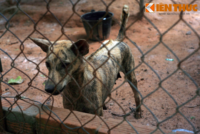 Một số nhà nghiên cứu Thái Lan và Mỹ cho rằng chó Phú Quốc có nguồn gốc từ Thái Lan vì ở Thái cũng có giống chó mang đặc nhiều đặc điểm ngoại hình tương tự chó Phú Quốc, đặc biệt là xoáy lông ở lưng, được gọi là chó xoáy Thái.