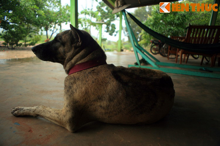 Để đền đáp công ơn những chó chó từng phụng sự mình, vua Gia Long đã sắc phong cho chúng làm "Cứu khổn phò nguy Tá quốc huân thần Thần khuyển đại tướng quân".