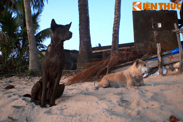 Theo lời kể được dân địa phương truyền lại qua nhiều thế hệ, chó Phú Quốc có nguồn gốc từ hoang đảo ở phía Tây xa xôi, mà nay được biết đến với tên gọi Ấn Độ Dương. Chúng từng được các hải tặc châu Âu nuôi trên tàu nên thích nghi với đời sống trên biển cả.