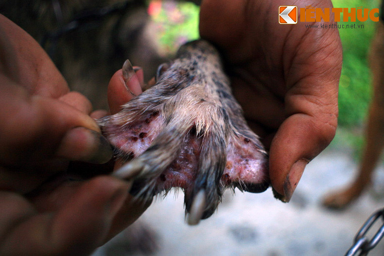 So với nhiều giống chó khác, chó Phú Quốc được đánh giá là cực kỳ thông mình, rất trung thành và có những đặc tính hiếm có như biết đào hang, leo trèo, bơi lội giỏi vì chân có màng. Đặc biệt, chúng săn mồi thiện nghệ như chó sói, khi đã lần ra dấu vết con mồi thì sẽ không bỏ cuộc.