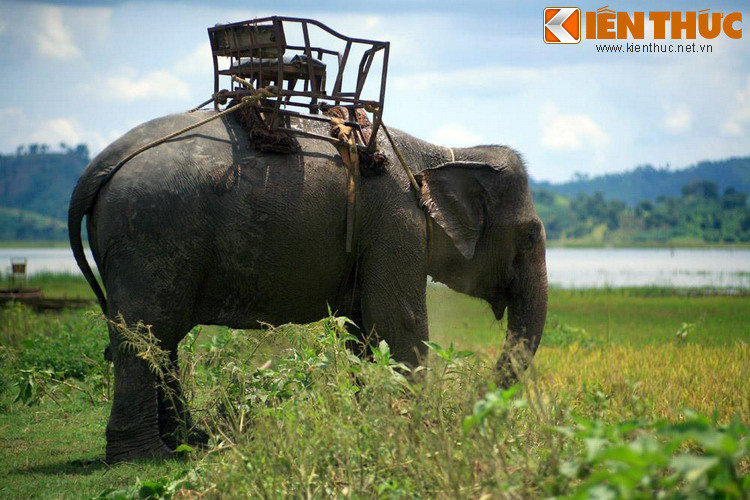 Con voi này đã từng đưa Hưng Đạo Vương xông pha nhiều trận mạc nên ông quý trọng nó như một chiến hữu. Sau những nỗ lực không thành, ông đành chấp nhận bỏ con voi lại để tiếp tục hành quân.