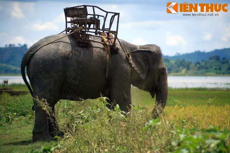 Con voi này đã từng đưa Hưng Đạo Vương xông pha nhiều trận mạc nên ông quý trọng nó như một chiến hữu. Sau những nỗ lực không thành, ông đành chấp nhận bỏ con voi lại để tiếp tục hành quân.